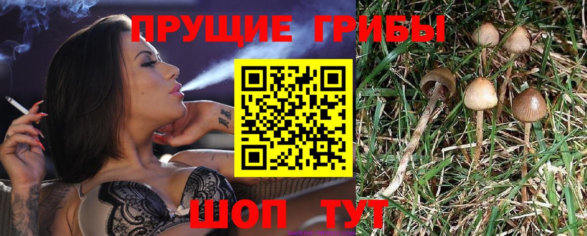 Псилоцибиновые грибы прущие грибы Светлоград